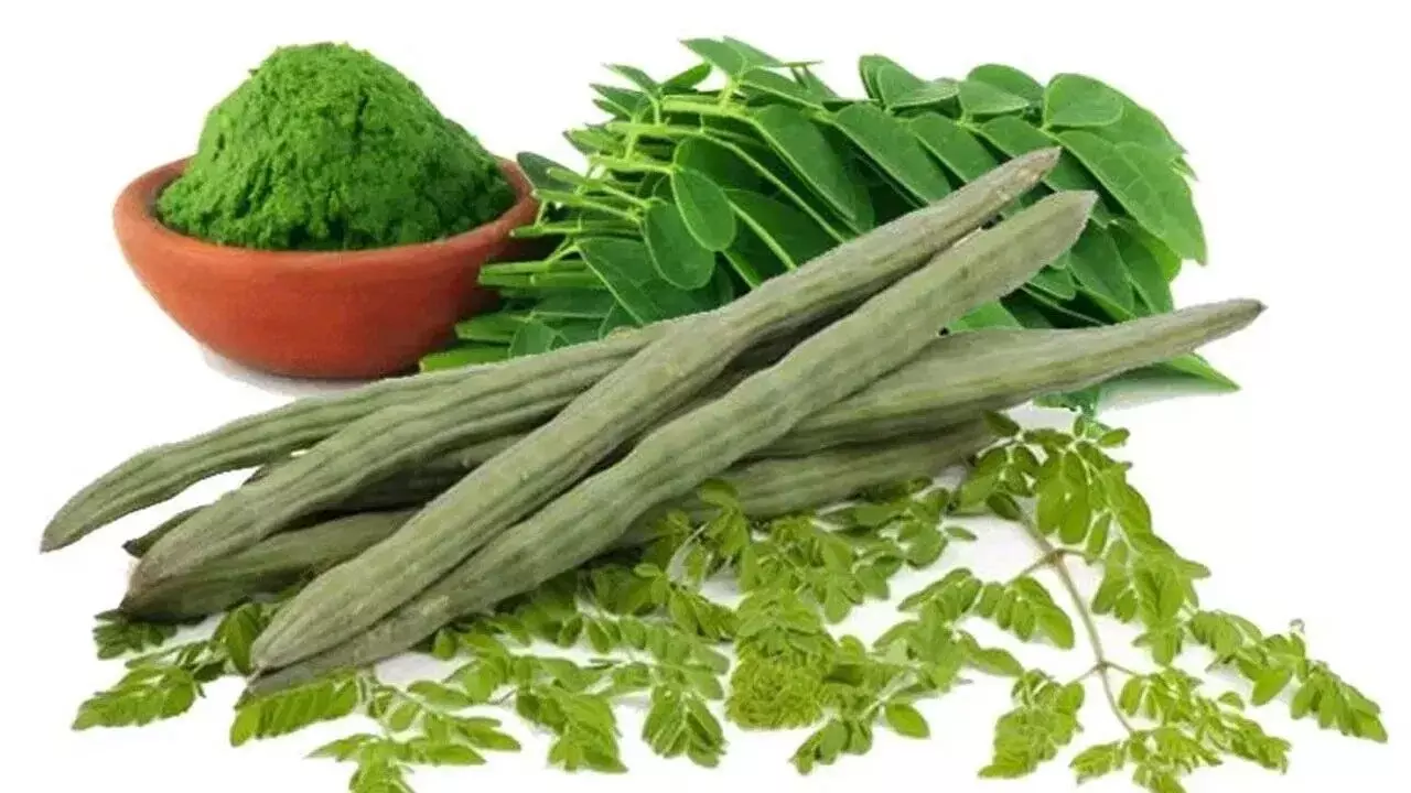 Drumstick: మునగకాయ: ఇది కేవలం కూరగాయ కాదు.. ఒక శక్తివంతమైన ఔషధం.. ఈ జాగ్రత్తలు తప్పనిసరి.. Drumstick: మునగకాయ: ఇది కేవలం కూరగాయ కాదు.. ఒక శక్తివంతమైన ఔషధం.. ఈ జాగ్రత్తలు తప్పనిసరి..