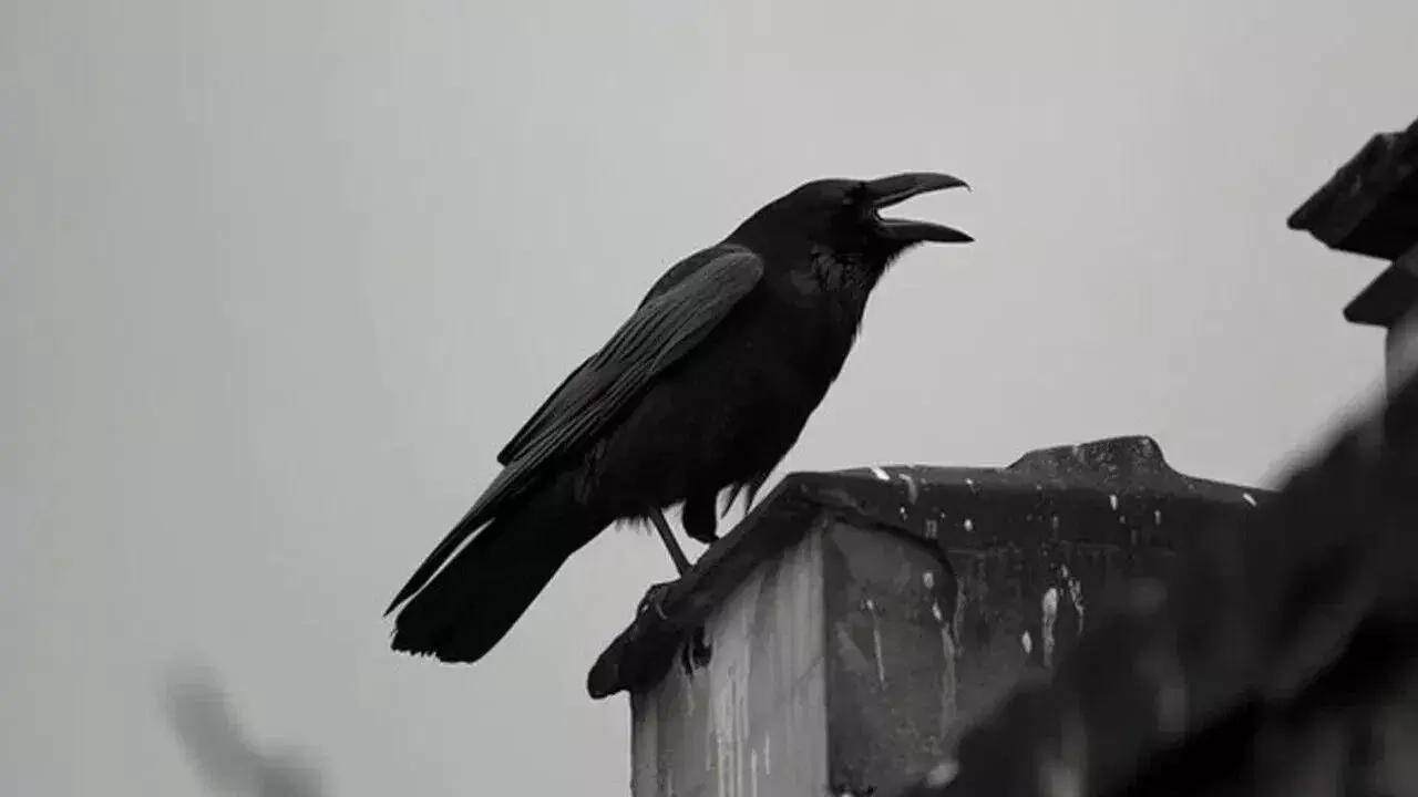 Crow Cawing in Front of Your House: ఇంటి ముందు కాకి అరుస్తోందా? అది శుభమా లేక అశుభమా? జ్యోతిష్య శాస్త్రం ఏం చెబుతోంది.. Crow Cawing in Front of Your House: ఇంటి ముందు కాకి అరుస్తోందా? అది శుభమా లేక అశుభమా? జ్యోతిష్య శాస్త్రం ఏం చెబుతోంది..
