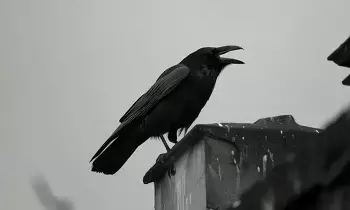 Crow Cawing in Front of Your House: ఇంటి ముందు కాకి అరుస్తోందా? అది శుభమా లేక అశుభమా? జ్యోతిష్య శాస్త్రం ఏం చెబుతోంది.. Crow Cawing in Front of Your House: ఇంటి ముందు కాకి అరుస్తోందా? అది శుభమా లేక అశుభమా? జ్యోతిష్య శాస్త్రం ఏం చెబుతోంది..