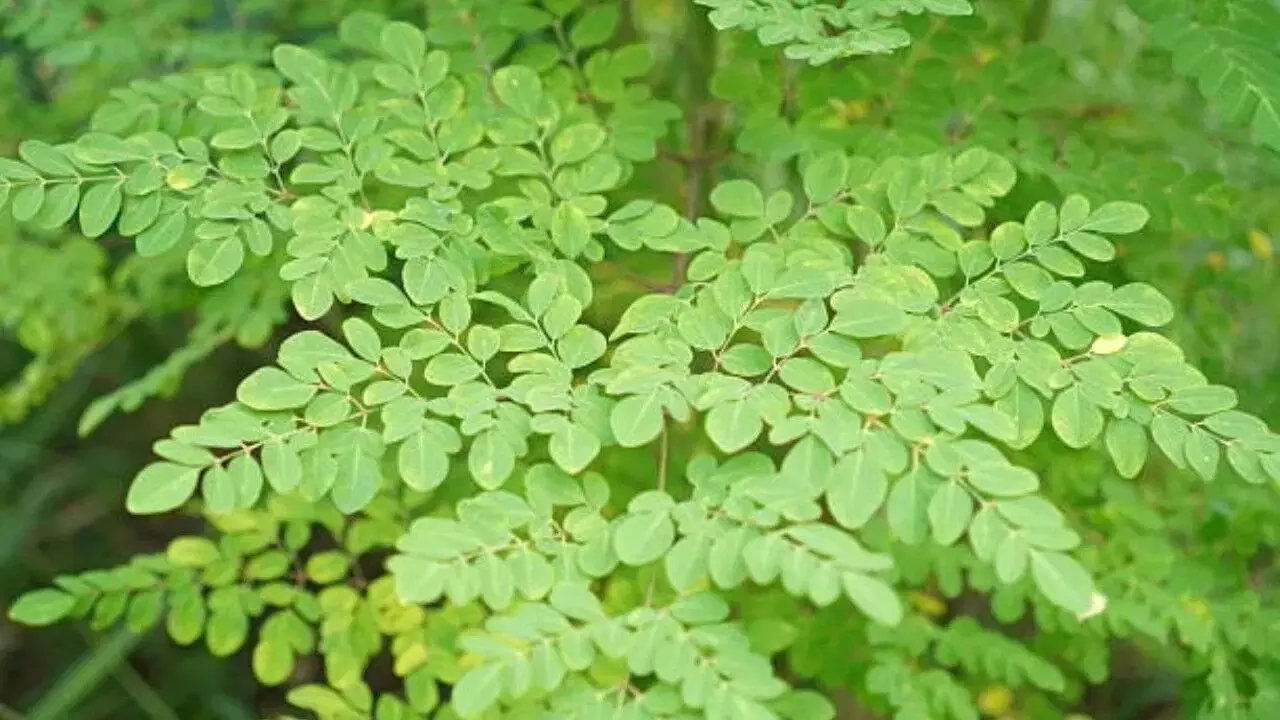Moringa Leaves: మునగ ఆకు.. ఫ్యాటీ లివర్కు చెక్ పెట్టే ప్రకృతి ప్రసాదించిన అద్భుత ఔషధం.. Moringa Leaves: మునగ ఆకు.. ఫ్యాటీ లివర్కు చెక్ పెట్టే ప్రకృతి ప్రసాదించిన అద్భుత ఔషధం..