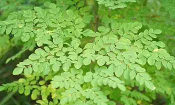Moringa Leaves: మునగ ఆకు.. ఫ్యాటీ లివర్కు చెక్ పెట్టే ప్రకృతి ప్రసాదించిన అద్భుత ఔషధం.. Moringa Leaves: మునగ ఆకు.. ఫ్యాటీ లివర్కు చెక్ పెట్టే ప్రకృతి ప్రసాదించిన అద్భుత ఔషధం..