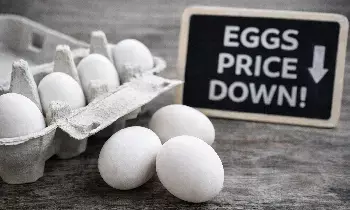Egg Price Drop : వారంలోనే సీన్ రివర్స్.. రూ.8 నుంచి రూ.3.50కి పడిపోయిన గుడ్డు ధర Egg Price Drop : వారంలోనే సీన్ రివర్స్.. రూ.8 నుంచి రూ.3.50కి పడిపోయిన గుడ్డు ధర