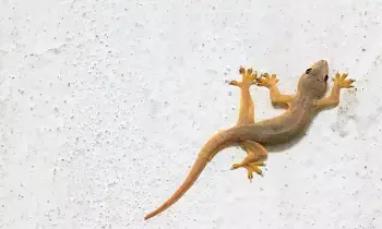 Lizard at Home: ఇంట్లో బల్లి కనిపిస్తే లక్ష్మీదేవి వచ్చినట్లేనా? ఏ గదిలో ఉంటే శుభం.. Lizard at Home: ఇంట్లో బల్లి కనిపిస్తే లక్ష్మీదేవి వచ్చినట్లేనా? ఏ గదిలో ఉంటే శుభం..