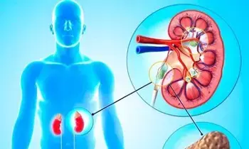 Kidney Stones: కిడ్నీలో రాళ్లు ఉన్నవారు పాలు తాగకూడదా? అసలు నిజం ఇది.. Kidney Stones: కిడ్నీలో రాళ్లు ఉన్నవారు పాలు తాగకూడదా? అసలు నిజం ఇది..