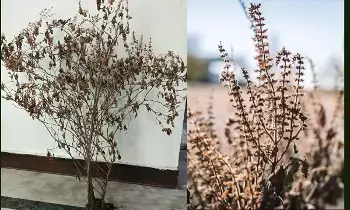 These 4 Plants Drying in Your Home: మీ ఇంట్లో ఈ 4 మొక్కలు ఎండిపోతున్నాయా? అయితే ఆర్థిక కష్టాలు తప్పవు.. These 4 Plants Drying in Your Home: మీ ఇంట్లో ఈ 4 మొక్కలు ఎండిపోతున్నాయా? అయితే ఆర్థిక కష్టాలు తప్పవు..