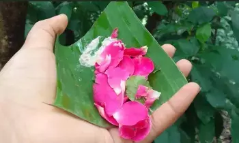 Temple Flower Offerings: దేవాలయాల్లో పుష్ప నైవేద్యాలు: ఏ పుష్పాంజలి చేస్తే ఎలాంటి ఫలితం లభిస్తుంది? Temple Flower Offerings: దేవాలయాల్లో పుష్ప నైవేద్యాలు: ఏ పుష్పాంజలి చేస్తే ఎలాంటి ఫలితం లభిస్తుంది?
