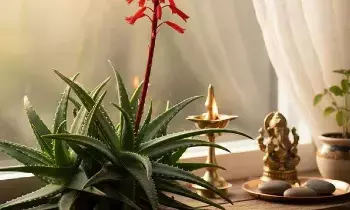 Vastu Tip:  వాస్తు చిట్కా.. మీ అదృష్టాన్ని మార్చే కలబంద.. ఇంట్లో ఏ దిశలో ఉంటే సంపద పెరుగుతుందో తెలుసా?