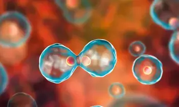 Want to Reduce Cancer Risk: క్యాన్సర్ ముప్పు నుంచి తప్పించుకోవాలా..? ఈ 4 జీవనశైలి మార్పులు తప్పనిసరి.. Want to Reduce Cancer Risk: క్యాన్సర్ ముప్పు నుంచి తప్పించుకోవాలా..? ఈ 4 జీవనశైలి మార్పులు తప్పనిసరి..
