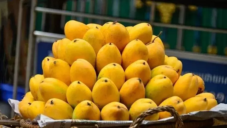 People with Diabetes Eat Mangoes: డయాబెటిస్ ఉన్నవారు మామిడి పండు తినొచ్చా.. ? పాటించాల్సిన 5 నియమాలు ఇవే.. People with Diabetes Eat Mangoes: డయాబెటిస్ ఉన్నవారు మామిడి పండు తినొచ్చా.. ? పాటించాల్సిన 5 నియమాలు ఇవే..