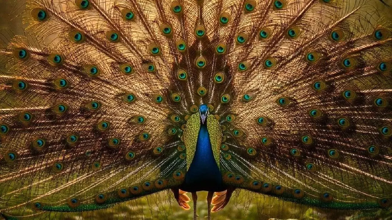 Seeing a Peacock in a Dream Mean: కలలో నెమలి కనిపిస్తే ఏమవుతుంది? అదృష్టమా లేక హెచ్చరికా? స్వప్న శాస్త్రం ఏం చెబుతోంది.. Seeing a Peacock in a Dream Mean: కలలో నెమలి కనిపిస్తే ఏమవుతుంది? అదృష్టమా లేక హెచ్చరికా? స్వప్న శాస్త్రం ఏం చెబుతోంది..