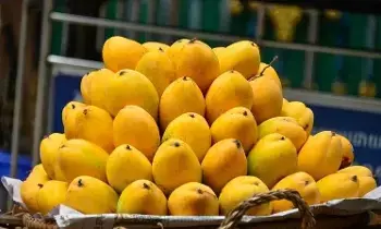 People with Diabetes Eat Mangoes: డయాబెటిస్ ఉన్నవారు మామిడి పండు తినొచ్చా.. ? పాటించాల్సిన 5 నియమాలు ఇవే.. People with Diabetes Eat Mangoes: డయాబెటిస్ ఉన్నవారు మామిడి పండు తినొచ్చా.. ? పాటించాల్సిన 5 నియమాలు ఇవే..