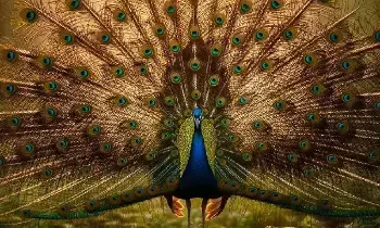 Seeing a Peacock in a Dream Mean: కలలో నెమలి కనిపిస్తే ఏమవుతుంది? అదృష్టమా లేక హెచ్చరికా? స్వప్న శాస్త్రం ఏం చెబుతోంది.. Seeing a Peacock in a Dream Mean: కలలో నెమలి కనిపిస్తే ఏమవుతుంది? అదృష్టమా లేక హెచ్చరికా? స్వప్న శాస్త్రం ఏం చెబుతోంది..