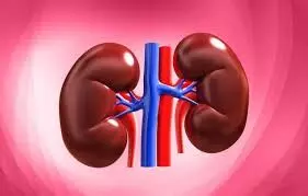 Keep Your Kidneys Healthy: కిడ్నీలు పదిలం: మీ మూత్రపిండాలను ఆరోగ్యంగా ఉంచుకోవడానికి చిట్కాలు! Keep Your Kidneys Healthy: కిడ్నీలు పదిలం: మీ మూత్రపిండాలను ఆరోగ్యంగా ఉంచుకోవడానికి చిట్కాలు!