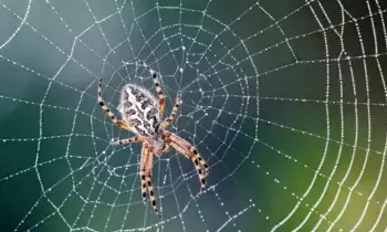 Seeing Spider Webs at Home: ఇంట్లో సాలెగూళ్లు కనిపిస్తున్నాయా? వాస్తు ప్రకారం ఇది పెద్ద ముప్పు.. వెంటనే ఇలా చేయండి Seeing Spider Webs at Home: ఇంట్లో సాలెగూళ్లు కనిపిస్తున్నాయా? వాస్తు ప్రకారం ఇది పెద్ద ముప్పు.. వెంటనే ఇలా చేయండి