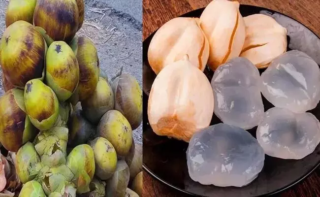 Nature’s Summer Nectar: వేసవిలో అమృతం.. తాటి ముంజలు! తింటే కలిగే అద్భుత ప్రయోజనాలివే! Nature’s Summer Nectar: వేసవిలో అమృతం.. తాటి ముంజలు! తింటే కలిగే అద్భుత ప్రయోజనాలివే!