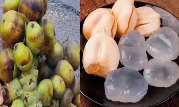 Nature’s Summer Nectar: వేసవిలో అమృతం.. తాటి ముంజలు! తింటే కలిగే అద్భుత ప్రయోజనాలివే! Nature’s Summer Nectar: వేసవిలో అమృతం.. తాటి ముంజలు! తింటే కలిగే అద్భుత ప్రయోజనాలివే!