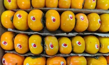 Persimmon Fruit Hits the Market: మార్కెట్లోకి పర్సిమన్ ఫ్రూట్..వీటిని తింటే అద్భుత ప్రయోజనాలు Persimmon Fruit Hits the Market: మార్కెట్లోకి పర్సిమన్ ఫ్రూట్..వీటిని తింటే అద్భుత ప్రయోజనాలు