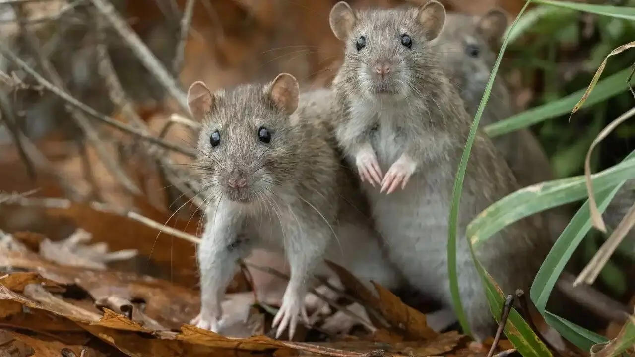 Hantavirus: హంటావైరస్: ఇళ్లలోని ఎలుకల వల్ల ఈ వైరస్ వ్యాపిస్తుందా? నిపుణులు ఏం చెబుతున్నారు Hantavirus: హంటావైరస్: ఇళ్లలోని ఎలుకల వల్ల ఈ వైరస్ వ్యాపిస్తుందా? నిపుణులు ఏం చెబుతున్నారు
