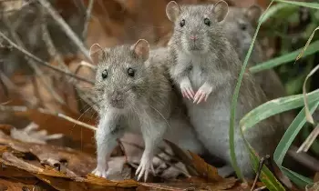 Hantavirus:  హంటావైరస్: ఇళ్లలోని ఎలుకల వల్ల ఈ వైరస్ వ్యాపిస్తుందా? నిపుణులు ఏం చెబుతున్నారు