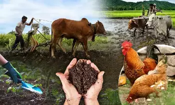 Urea Crisis : ప్రపంచాన్ని వణికిస్తున్న యూరియా కొరత.. పంటలను కాపాడుకోవడానికి రైతుల మాస్టర్ ప్లాన్ Urea Crisis : ప్రపంచాన్ని వణికిస్తున్న యూరియా కొరత.. పంటలను కాపాడుకోవడానికి రైతుల మాస్టర్ ప్లాన్