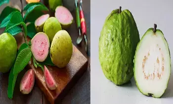 White Guava vs Red Guava: తెల్ల జామ vs ఎర్ర జామ.. ఏదీ తింటే మంచిది? White Guava vs Red Guava: తెల్ల జామ vs ఎర్ర జామ.. ఏదీ తింటే మంచిది?