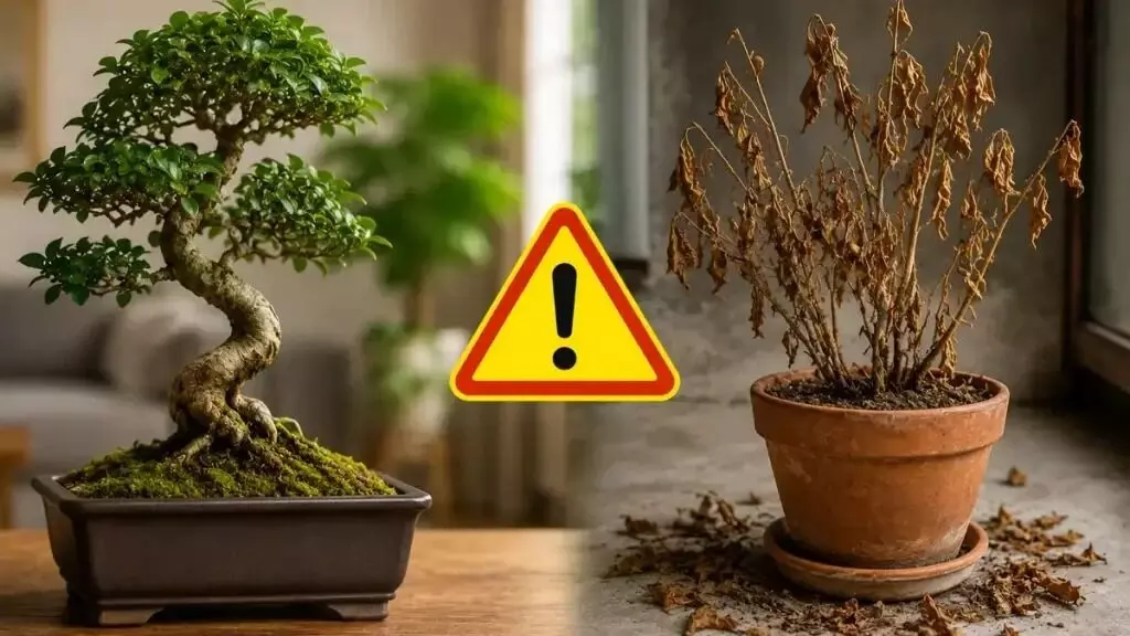 May Block Goddess Lakshmi’s Blessings: మీ ఇంట్లో ఈ మొక్కలు ఉంటే లక్ష్మీదేవి అస్సలు రాదు.. వెంటనే తీసేయండి! May Block Goddess Lakshmi’s Blessings: మీ ఇంట్లో ఈ మొక్కలు ఉంటే లక్ష్మీదేవి అస్సలు రాదు.. వెంటనే తీసేయండి!