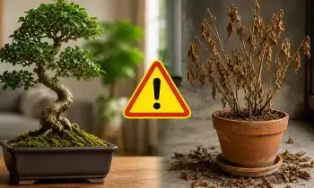 May Block Goddess Lakshmi’s Blessings: మీ ఇంట్లో ఈ మొక్కలు ఉంటే లక్ష్మీదేవి అస్సలు రాదు.. వెంటనే తీసేయండి!