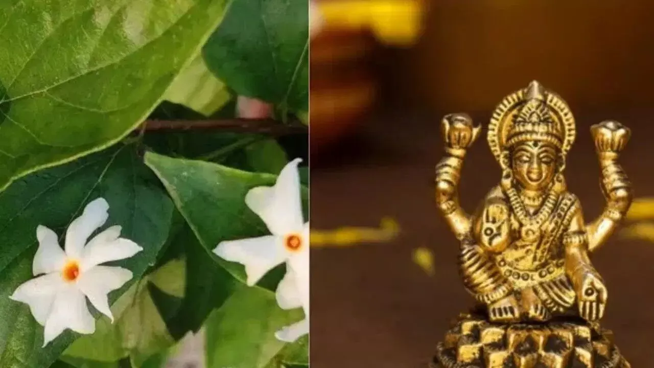 Planting a Parijata Tree: పారిజాత మొక్కను ఈ దిశలో నాటితే అప్పుల బాధలు తొలగి.. లక్ష్మీదేవి అనుగ్రహం లభిస్తుందా? వాస్తు నియమాలు ఇవే.. Planting a Parijata Tree: పారిజాత మొక్కను ఈ దిశలో నాటితే అప్పుల బాధలు తొలగి.. లక్ష్మీదేవి అనుగ్రహం లభిస్తుందా? వాస్తు నియమాలు ఇవే..