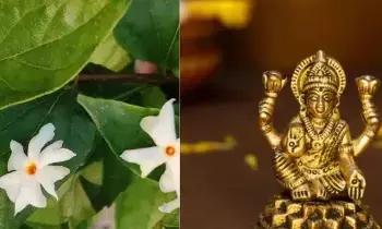 Planting a Parijata Tree: పారిజాత మొక్కను ఈ దిశలో నాటితే అప్పుల బాధలు తొలగి.. లక్ష్మీదేవి అనుగ్రహం లభిస్తుందా? వాస్తు నియమాలు ఇవే..