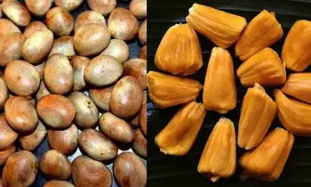 Throwing Away Jackfruit Seeds: పనస గింజలను పారేస్తున్నారా? ఈ నిజాలు తెలిస్తే అస్సలు వదలరు!