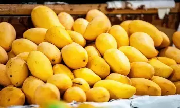 Mango Ban : కీటక నాశినుల ప్రభావం, క్వారంటైన్ లోపాలే కారణం..భారతీయ మామిడి పండ్లపై నేపాల్ బ్యాన్ Mango Ban : కీటక నాశినుల ప్రభావం, క్వారంటైన్ లోపాలే కారణం..భారతీయ మామిడి పండ్లపై నేపాల్ బ్యాన్