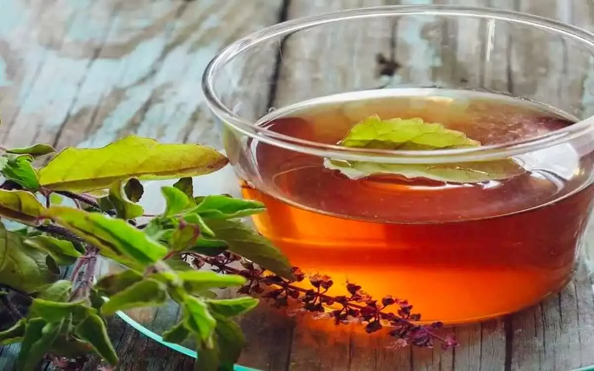 Tulsi and Black Pepper Decoction: తులసి- మిరియాల కషాయంతో అద్భుత ప్రయోజనాలు Tulsi and Black Pepper Decoction: తులసి- మిరియాల కషాయంతో అద్భుత ప్రయోజనాలు