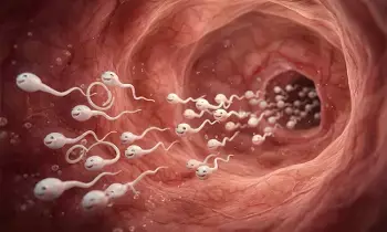 Low Sperm Count: మీ స్పర్మ్ కౌంట్ (Sperm Count) తక్కువగా ఉందా? అయితే ఇది మీ కోసమే Low Sperm Count: మీ స్పర్మ్ కౌంట్ (Sperm Count) తక్కువగా ఉందా? అయితే ఇది మీ కోసమే