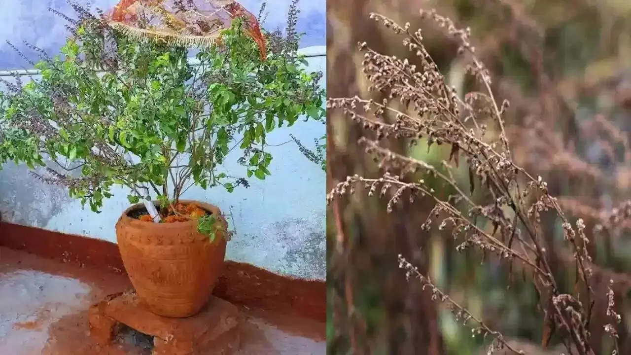 Tulsi Plant Dries Up at Home: ఇంట్లో తులసి మొక్క ఎండిపోతే ఏం జరుగుతుంది.? ఎండిన తులసిని ఏం చేయాలి? Tulsi Plant Dries Up at Home: ఇంట్లో తులసి మొక్క ఎండిపోతే ఏం జరుగుతుంది.? ఎండిన తులసిని ఏం చేయాలి?