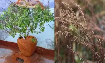 Tulsi Plant Dries Up at Home: ఇంట్లో తులసి మొక్క ఎండిపోతే ఏం జరుగుతుంది.? ఎండిన తులసిని ఏం చేయాలి? Tulsi Plant Dries Up at Home: ఇంట్లో తులసి మొక్క ఎండిపోతే ఏం జరుగుతుంది.? ఎండిన తులసిని ఏం చేయాలి?