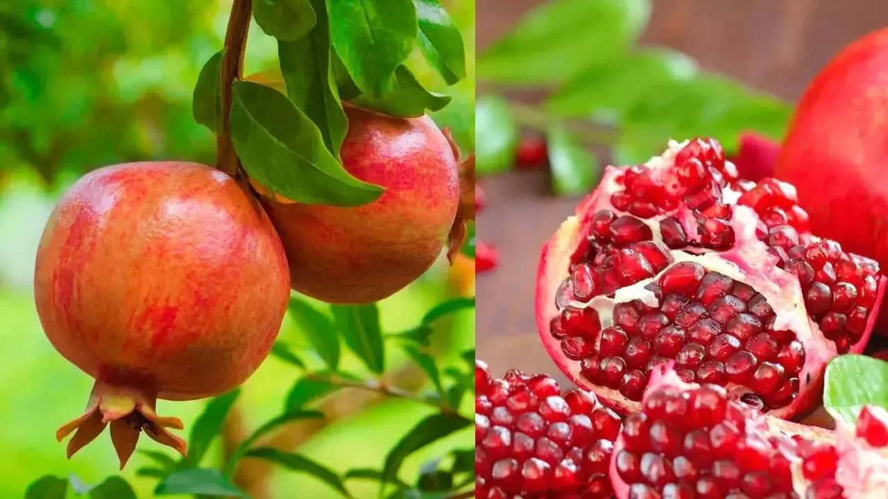 Pomegranate: రోజుకో దానిమ్మ తింటే చాలు.. చర్మ సౌందర్యం, ఆరోగ్యం మీ గుప్పిట్లోనే! Pomegranate: రోజుకో దానిమ్మ తింటే చాలు.. చర్మ సౌందర్యం, ఆరోగ్యం మీ గుప్పిట్లోనే!