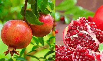 Pomegranate: రోజుకో దానిమ్మ తింటే చాలు.. చర్మ సౌందర్యం, ఆరోగ్యం మీ గుప్పిట్లోనే! Pomegranate: రోజుకో దానిమ్మ తింటే చాలు.. చర్మ సౌందర్యం, ఆరోగ్యం మీ గుప్పిట్లోనే!