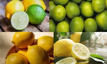 Yellow or Green Lemon: పసుపు నిమ్మకాయ, పచ్చ నిమ్మకాయ.. ఆరోగ్యానికి ఏది మంచిది? Yellow or Green Lemon: పసుపు నిమ్మకాయ, పచ్చ నిమ్మకాయ.. ఆరోగ్యానికి ఏది మంచిది?