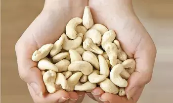 Eat a Handful of Cashews Every Day: రోజూ గుప్పెడు జీడిపప్పు తింటే శరీరంలో జరిగేది ఇదే.. Eat a Handful of Cashews Every Day: రోజూ గుప్పెడు జీడిపప్పు తింటే శరీరంలో జరిగేది ఇదే..