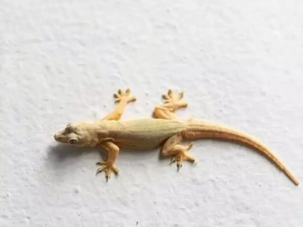 Lizard in These Parts of the House: ఇంట్లో ఈ ప్రదేశాల్లో బల్లి కనిపిస్తే లక్ష్మీదేవి వచ్చినట్లే.. కానీ అలా జరిగితే మాత్రం అరిష్టం.. Lizard in These Parts of the House: ఇంట్లో ఈ ప్రదేశాల్లో బల్లి కనిపిస్తే లక్ష్మీదేవి వచ్చినట్లే.. కానీ అలా జరిగితే మాత్రం అరిష్టం..