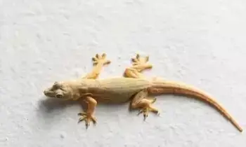 Lizard in These Parts of the House: ఇంట్లో ఈ ప్రదేశాల్లో బల్లి కనిపిస్తే లక్ష్మీదేవి వచ్చినట్లే.. కానీ అలా జరిగితే మాత్రం అరిష్టం.. Lizard in These Parts of the House: ఇంట్లో ఈ ప్రదేశాల్లో బల్లి కనిపిస్తే లక్ష్మీదేవి వచ్చినట్లే.. కానీ అలా జరిగితే మాత్రం అరిష్టం..
