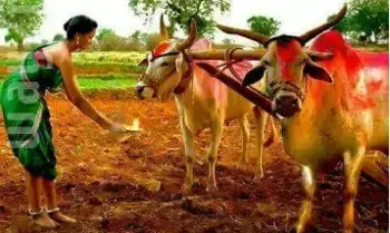 Eruvaka Purnima Today: ఇవాళ ఏరువాక పౌర్ణమి: మనిషికి, ప్రకృతికి ముడివేసిన పల్లె పండుగ Eruvaka Purnima Today: ఇవాళ ఏరువాక పౌర్ణమి: మనిషికి, ప్రకృతికి ముడివేసిన పల్లె పండుగ