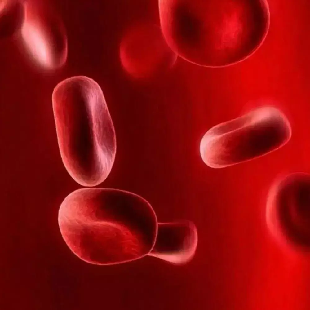 Beat Anemia: రక్తహీనతకు చెక్.. హీమోగ్లోబిన్ స్థాయిలను రాకెట్లా పెంచే సూపర్ ఫుడ్స్ ఇవే.. Beat Anemia: రక్తహీనతకు చెక్.. హీమోగ్లోబిన్ స్థాయిలను రాకెట్లా పెంచే సూపర్ ఫుడ్స్ ఇవే..