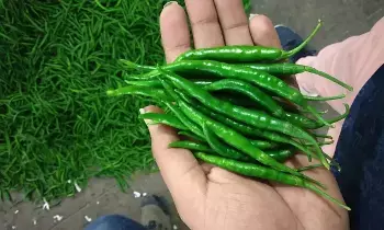 Hands Burning After Cutting Green Chilies: పచ్చిమిర్చి కోస్తే చేతులు మంట పుడుతున్నాయా? ఈ సింపుల్ కిచెన్ టిప్స్ తెలిస్తే మీ పని చాలా ఈజీ! Hands Burning After Cutting Green Chilies: పచ్చిమిర్చి కోస్తే చేతులు మంట పుడుతున్నాయా? ఈ సింపుల్ కిచెన్ టిప్స్ తెలిస్తే మీ పని చాలా ఈజీ!