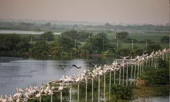 Kolleru Lake: కొల్లేరు సరస్సు కాలుష్యంపై సుప్రీంకోర్టు కమిటీ తీవ్ర వ్యతిరేకత Kolleru Lake: కొల్లేరు సరస్సు కాలుష్యంపై సుప్రీంకోర్టు కమిటీ తీవ్ర వ్యతిరేకత