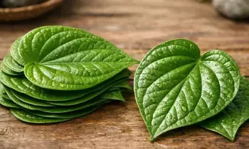 Betel Leaves: తమలపాకుతో ఆరోగ్యం.. జీర్ణక్రియ నుండి తలనొప్పి, మానసిక ఒత్తిడి వరకు అద్భుత ప్రయోజనాలు.. Betel Leaves: తమలపాకుతో ఆరోగ్యం.. జీర్ణక్రియ నుండి తలనొప్పి, మానసిక ఒత్తిడి వరకు అద్భుత ప్రయోజనాలు..