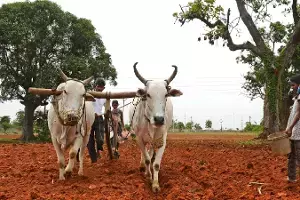 PM Kisan : పీఎం కిసాన్ లబ్ధిదారులకు అలర్ట్.. ఈ 3 పనులు చేయకపోతే రూ.2,000 అకౌంట్లో పడవు PM Kisan : పీఎం కిసాన్ లబ్ధిదారులకు అలర్ట్.. ఈ 3 పనులు చేయకపోతే రూ.2,000 అకౌంట్లో పడవు