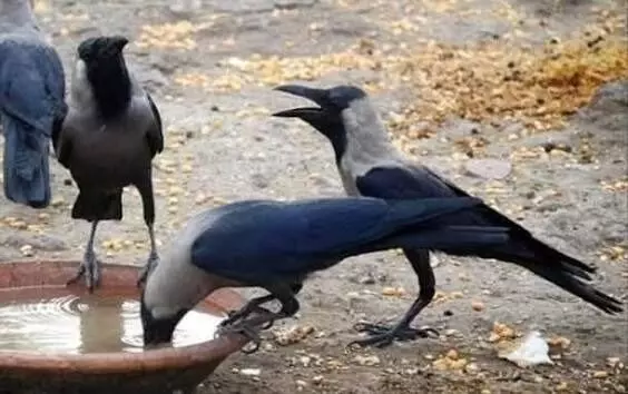 Crows Live for a Long Time: కాకి కలకాలం బతుకుతుందని ఎందుకు అంటారు? Crows Live for a Long Time: కాకి కలకాలం బతుకుతుందని ఎందుకు అంటారు?
