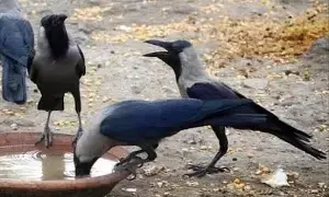 Crows Live for a Long Time: కాకి కలకాలం బతుకుతుందని ఎందుకు అంటారు? Crows Live for a Long Time: కాకి కలకాలం బతుకుతుందని ఎందుకు అంటారు?