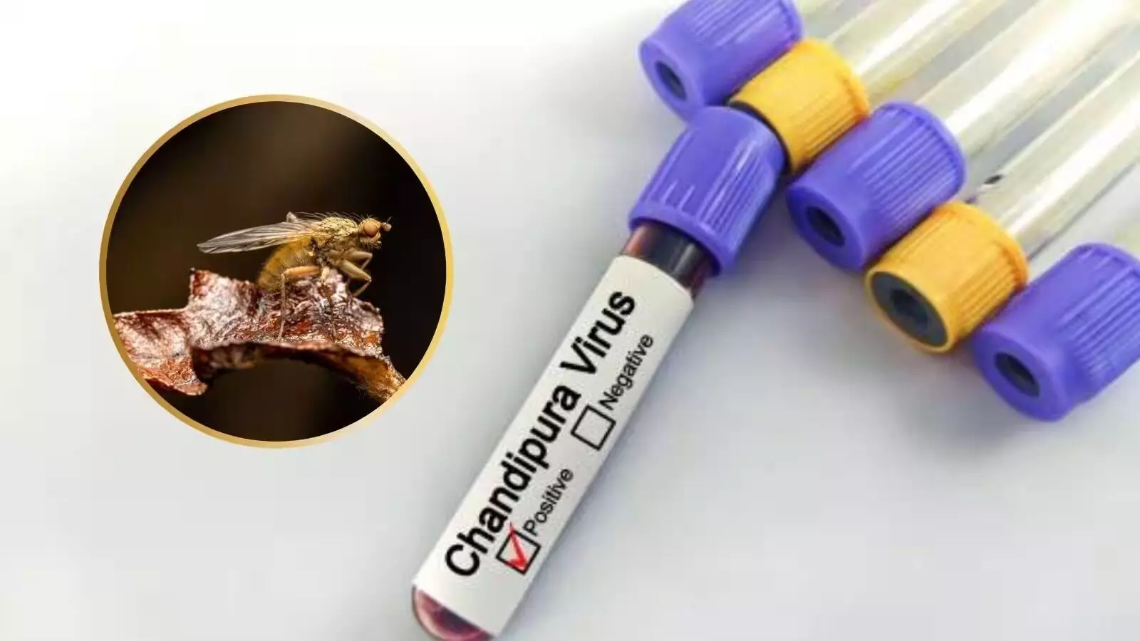 Chandipura Virus: చండీపుర వైరస్ అంటే ఏంటి.? వాటి లక్షణాలు, నివారణ మార్గాలు Chandipura Virus: చండీపుర వైరస్ అంటే ఏంటి.? వాటి లక్షణాలు, నివారణ మార్గాలు